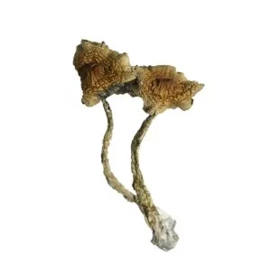 Creeper Mushroom
